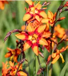 Großblumige Montbretie 'Emily McKenzie' - Crocosmia x crocosmiifl.'Emily McKenzie'