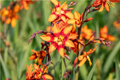 Großblumige Montbretie 'Emily McKenzie' - Crocosmia x crocosmiifl.'Emily McKenzie'