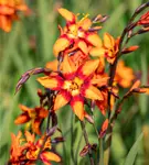 Großblumige Montbretie 'Emily McKenzie' - Crocosmia x crocosmiifl.'Emily McKenzie'