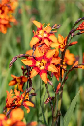 Großblumige Montbretie 'Emily McKenzie' - Crocosmia x crocosmiifl.'Emily McKenzie'