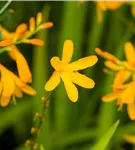 Bastard-Montbretie 'George Davidson' - Crocosmia x crocosmiifl.'George Davidson'