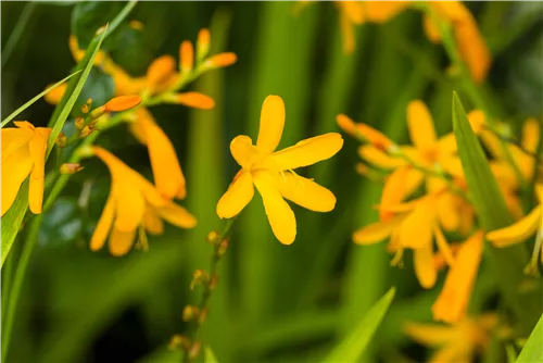 Bastard-Montbretie 'George Davidson' - Crocosmia x crocosmiifl.'George Davidson'