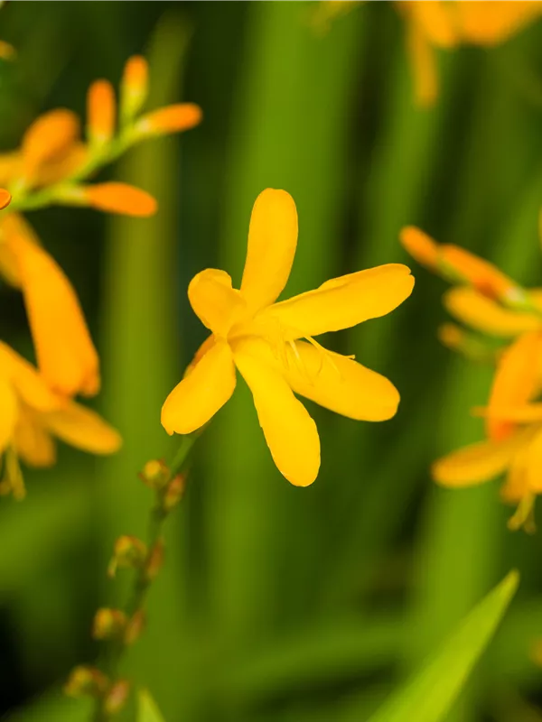 Bastard-Montbretie 'George Davidson' - Crocosmia x crocosmiifl.'George Davidson'