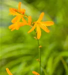 Bastard-Montbretie 'George Davidson' - Crocosmia x crocosmiifl.'George Davidson'