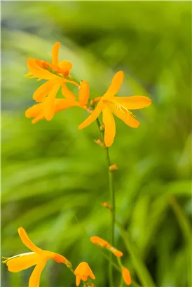 Bastard-Montbretie 'George Davidson' - Crocosmia x crocosmiifl.'George Davidson'