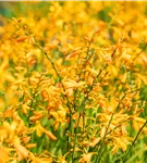 Bastard-Montbretie 'George Davidson' - Crocosmia x crocosmiifl.'George Davidson'