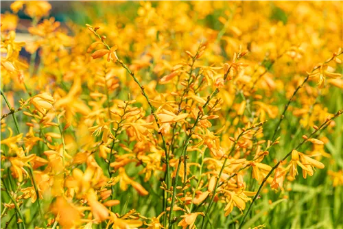 Bastard-Montbretie 'George Davidson' - Crocosmia x crocosmiifl.'George Davidson'