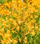 Bastard-Montbretie 'George Davidson' - Crocosmia x crocosmiifl.'George Davidson'