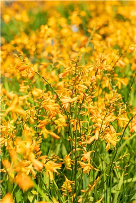 Bastard-Montbretie 'George Davidson' - Crocosmia x crocosmiifl.'George Davidson'