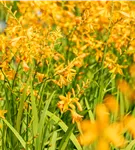 Bastard-Montbretie 'George Davidson' - Crocosmia x crocosmiifl.'George Davidson'