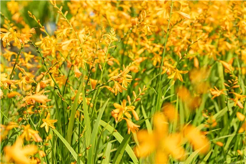 Bastard-Montbretie 'George Davidson' - Crocosmia x crocosmiifl.'George Davidson'