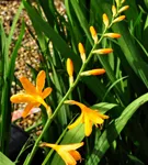 Bastard-Montbretie 'George Davidson' - Crocosmia x crocosmiifl.'George Davidson'