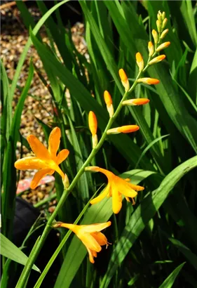 Bastard-Montbretie 'George Davidson' - Crocosmia x crocosmiifl.'George Davidson'