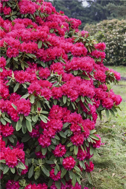 Rhododendron Hybr.'Nova Zembla' II, Rhododendron-Hybride 'Nova Zembla' -  Semper Verde Pflanzenzentrum Ullmer GbR