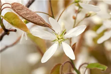 Frühblüher – Zeit für eine neue Frisur nach der Blüte