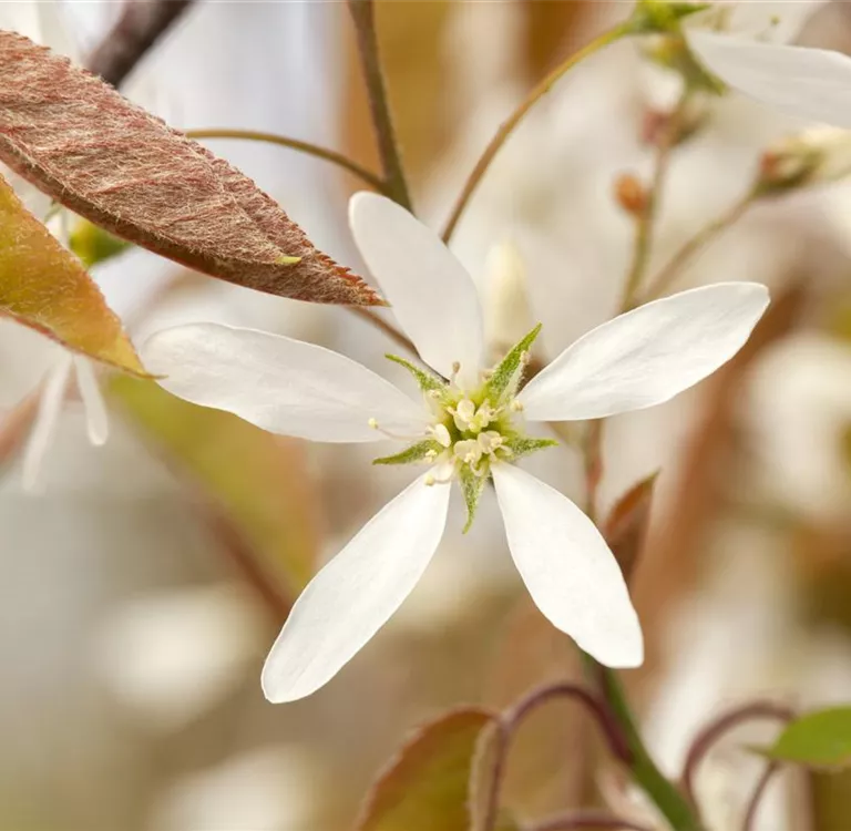 Frühblüher – Zeit für eine neue Frisur nach der Blüte
