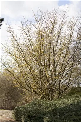 Kornelkirsche - Cornus mas - Heckenelemente