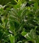 Kirschlorbeer 'Novita' - Prunus lauroc.'Novita' - Heckenpflanzen