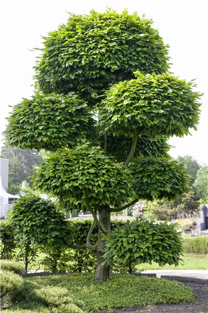 fensterblatt monstera kaufen 2x Monstera Deliciosa kaufen – Pflanzen online kaufen main image 1