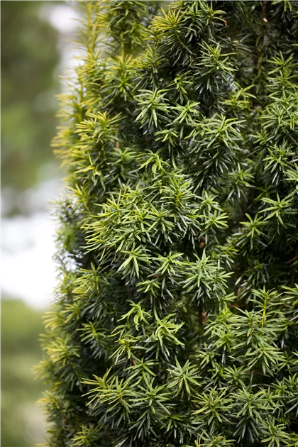 Taxus cuspidata 'Nana', Japan.Zwergeibe - Semper Verde Pflanzenzentrum  Ullmer GbR