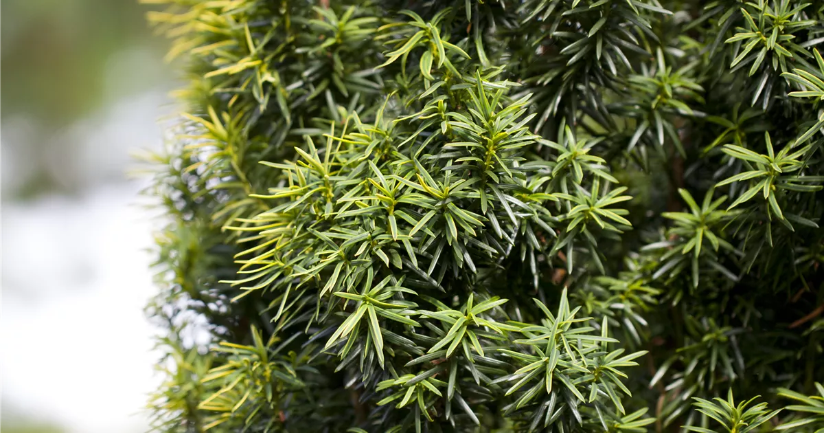 thuja beim einpflanzen dngen Thuja Brabant (40  60 cm) als krftige wurzelware