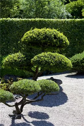 Heimische Eibe - Taxus baccata - Heckenpflanzen