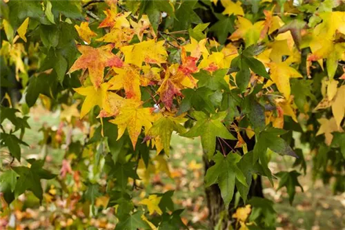 Amerikanischer Amberbaum - Liquidambar styraciflua - Heckenelemente