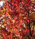 Amberbaum 'Worplesdon' - Liquidambar styraciflua 'Worplesdon' - Baum