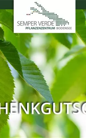 Individueller Gutschein