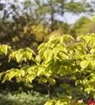 Amerik.Blumen-Hartriegel - Cornus florida