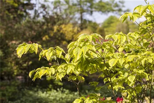 Amerik.Blumen-Hartriegel - Cornus florida