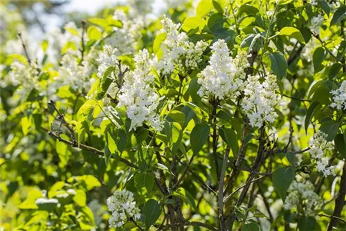 Edelflieder 'Mme Lemoine' - Syringa vulg.'Mme Lemoine' - Formgehölze