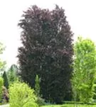 Blutbuche - Fagus sylvatica 'Purpurea' - Formgehölze