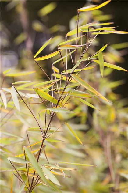 Fargesia 'Jiuzhaigou 1', Gartenbambus 'Jiuzhaigou 1' - Semper Verde  Pflanzenzentrum Ullmer GbR