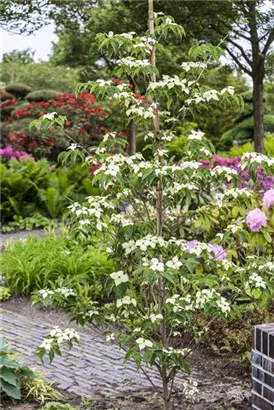 Chinesischer Hartriegel - Cornus kousa 'China Girl'