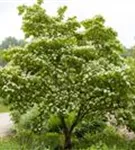 Chinesischer Hartriegel - Cornus kousa 'China Girl'