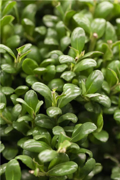 Ilex crenata 'Convexa' - Bonsai, Lffel-Ilex - Semper Verde Pflanzenzentrum  Ullmer GbR