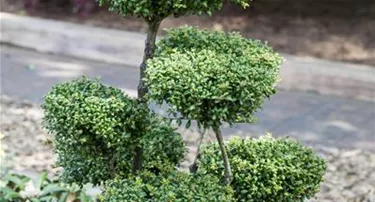 Bonsai
