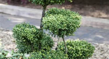 Bonsai