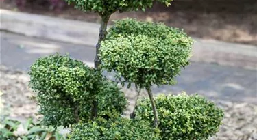 Bonsai