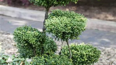 Bonsai