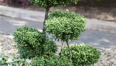 Bonsai
