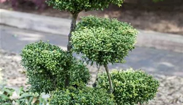Bonsai