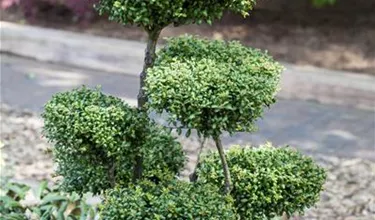 Bonsai