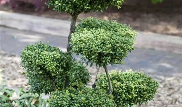 Bonsai