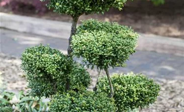 Bonsai