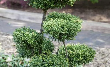 Bonsai