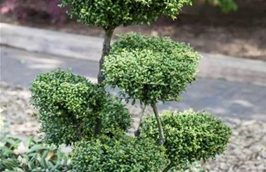 Bonsai