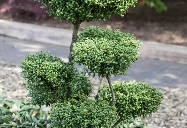 Bonsai