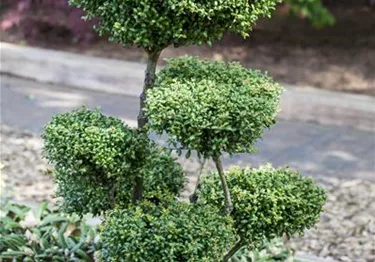 Bonsai